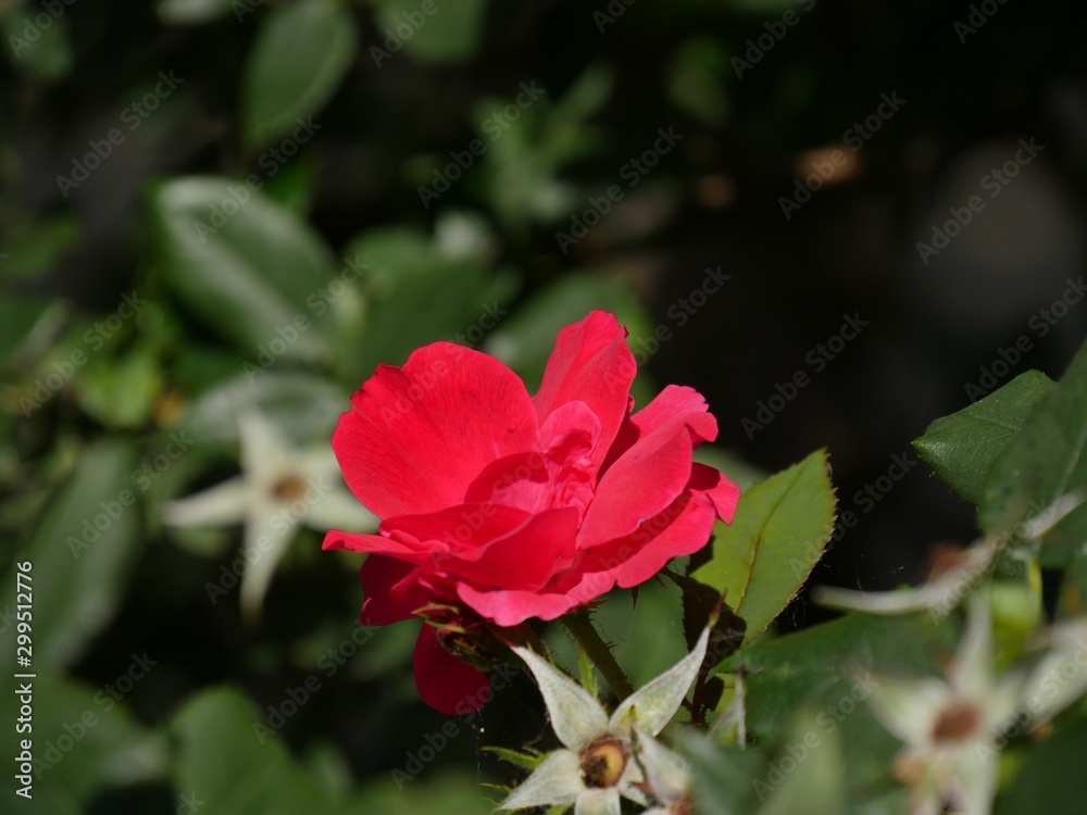 Side view of a small red rose in a garden, soft blurry background