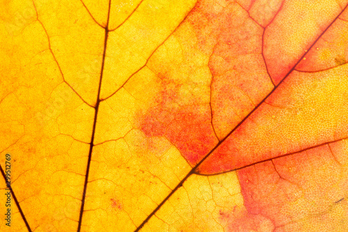  Macro maple leaf structure red and yellow