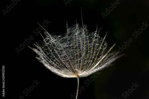 A macro view of a dandelion in natural background.