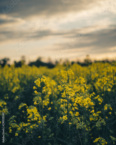rapeseed field, switzerland
