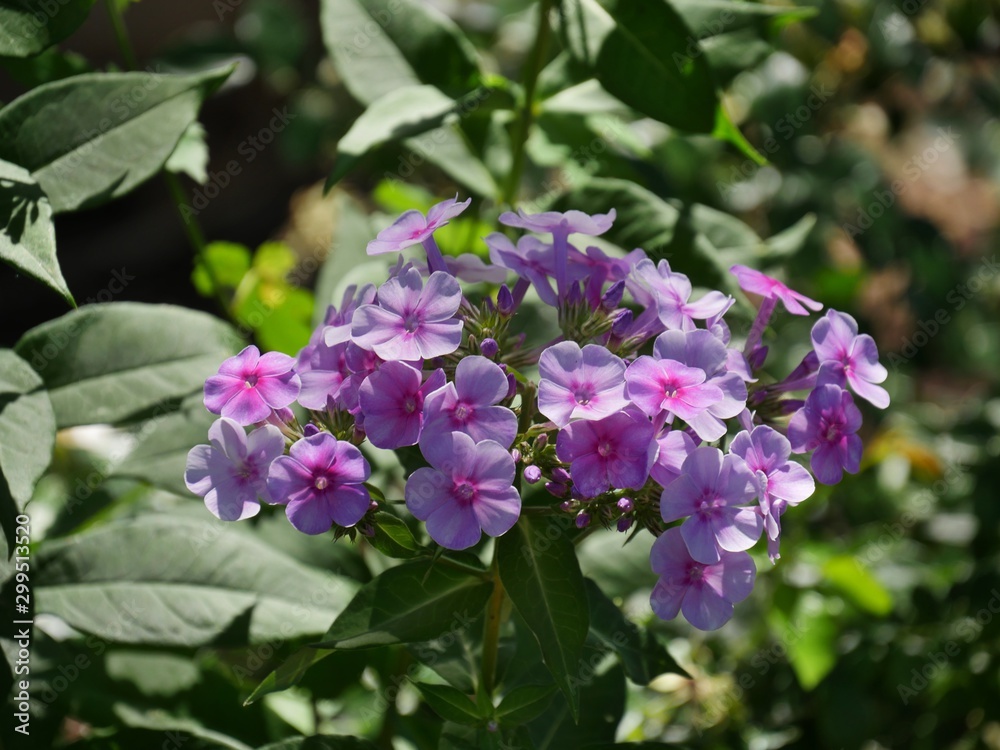 Fototapeta premium Clusters of lilac fall phlox bouquets in a garden