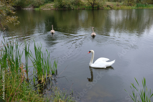 Three white swans on the lake