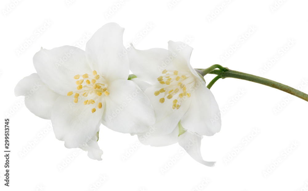 Obraz premium jasmine isolated branch with large blooms