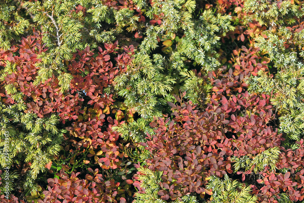 Wacholder und Heidelbeerbüsche - juniper and blueberry plants Wacholder und Heidelbeerbüsche - juniper and blueberry plants