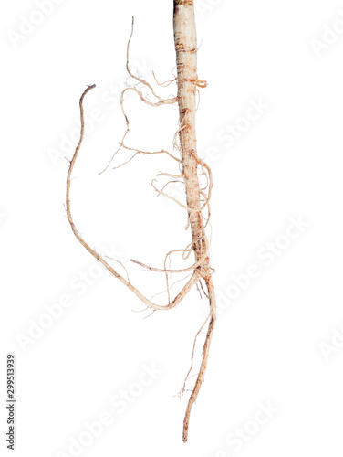 isolated on white parsley light single root © Alexander Potapov