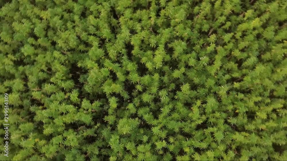 Aerial slow top view from closeup to wide with spining camera of a beautiful marijuana CBD hemp field. cannabis used in medicine Aerial slow top view from closeup to wide with spining camera of a beautiful marijuana CBD hemp field. cannabis used in medicine