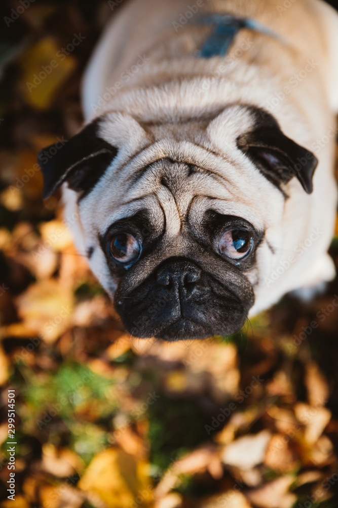 Cute pug portrait on the background of autumn foliage in the park