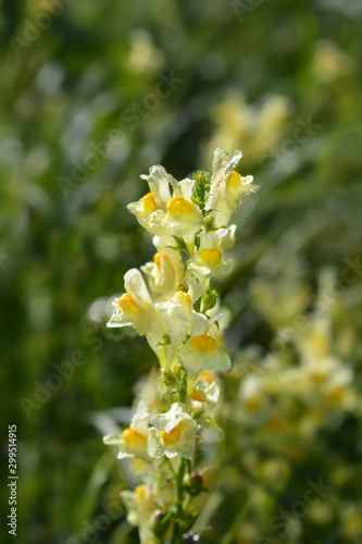 Common toadflax yellow flowers in garden photo