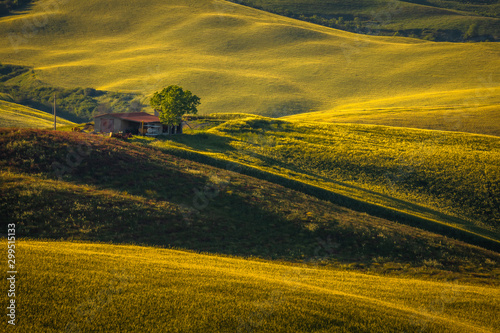 Fototapeta Naklejka Na Ścianę i Meble -  Spring in Tuscany rolling fields in Pienza Firenze Siena Italy 