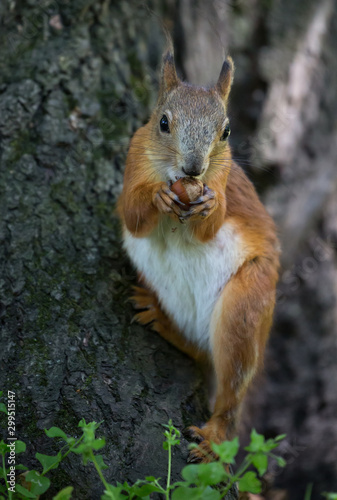 orange squirrel with nut © Alexander Potapov
