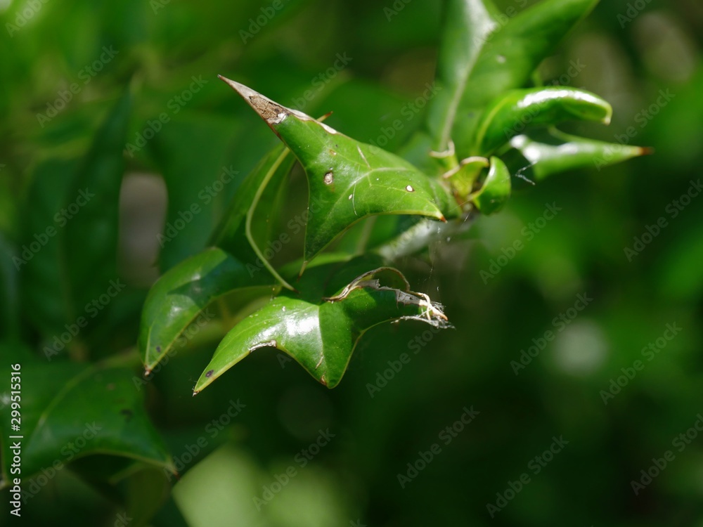 Medium shot of green leaves, with bokeh in the background Medium shot of green leaves, with bokeh in the background