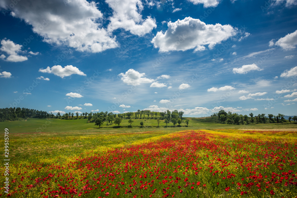 Spring in Tuscany rolling fields in Pienza Firenze Siena Italy Spring in Tuscany rolling fields in Pienza Firenze Siena Italy