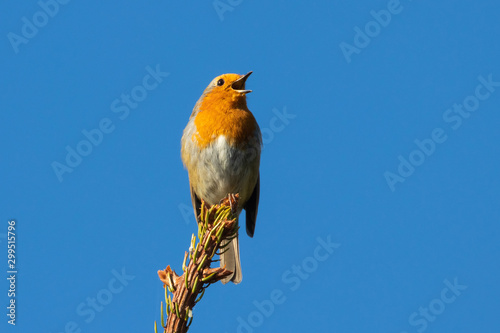 Singing Robin (erithacus rubecula) perched in germany