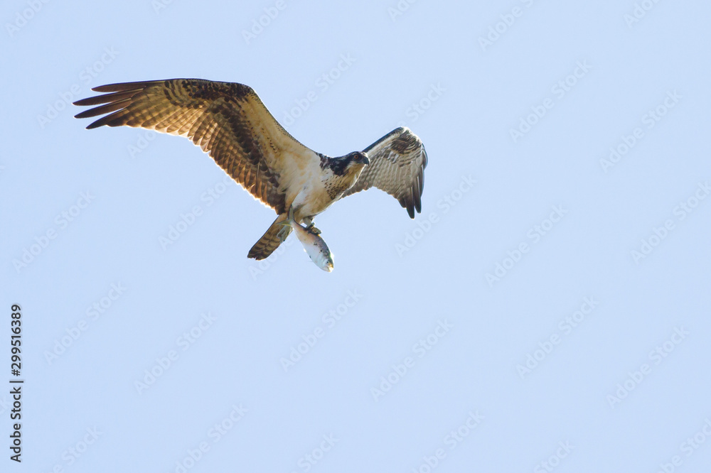 Obraz premium Osprey in Flight with Fish