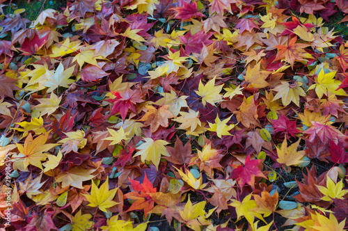 秋の落ち葉