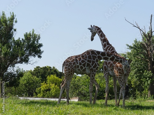 Wide shot of two giraffes stainding in a grassy area photo