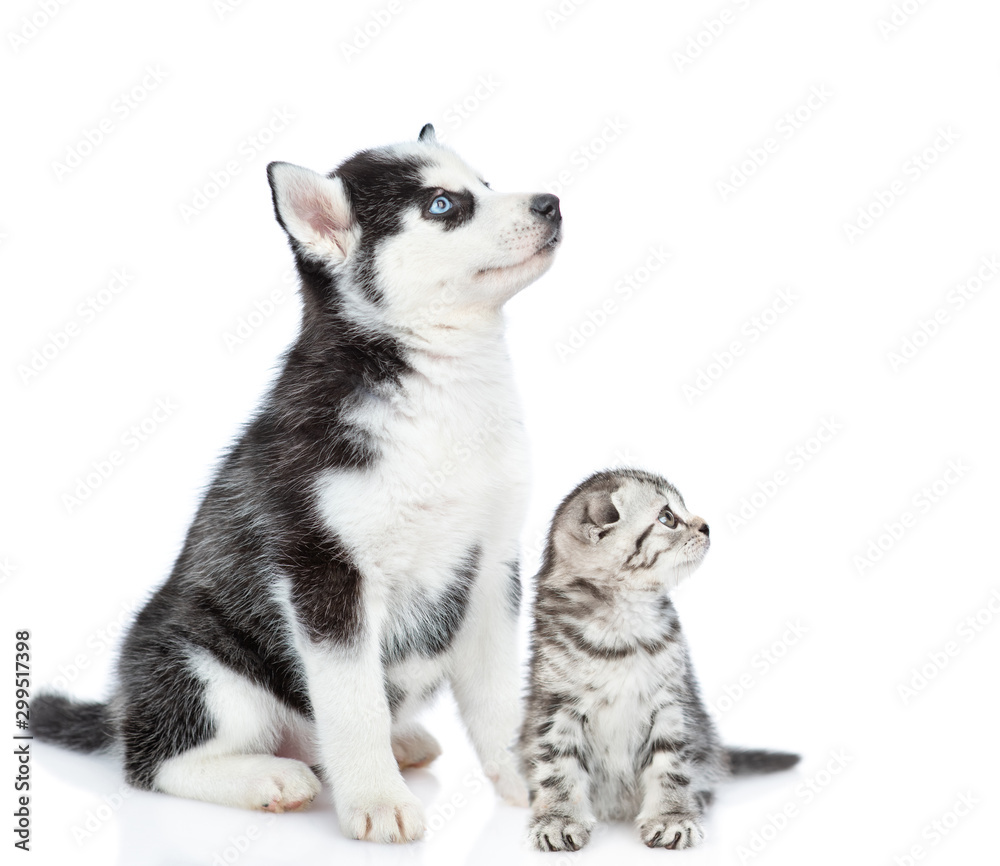 Siberian Husky puppy and scottish kitten sit together and look away and up on empty space. isolated on white background
