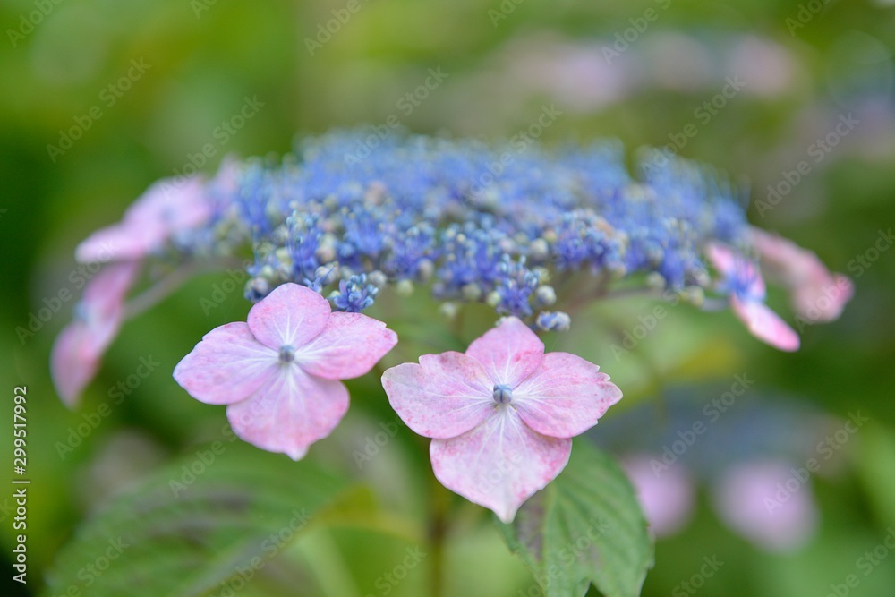 紫陽花