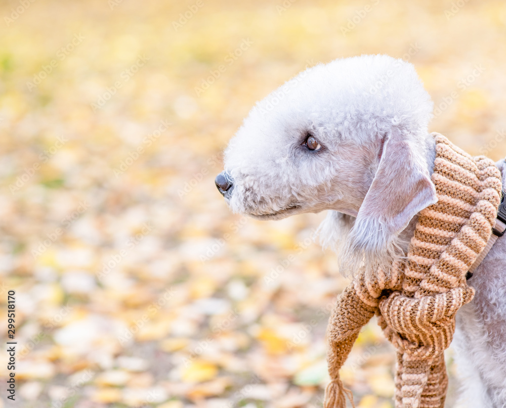 Bedlington terrier dog wearing a warm scarf stands in profile in autumn park and looks away on empty space Bedlington terrier dog wearing a warm scarf stands in profile in autumn park and looks away on empty space
