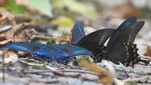 Beautiful blue to green turqouise butterfly the Sea Green Swallowtail , Papilio lorquinianus (close-up butterflies during the breeding season) photo