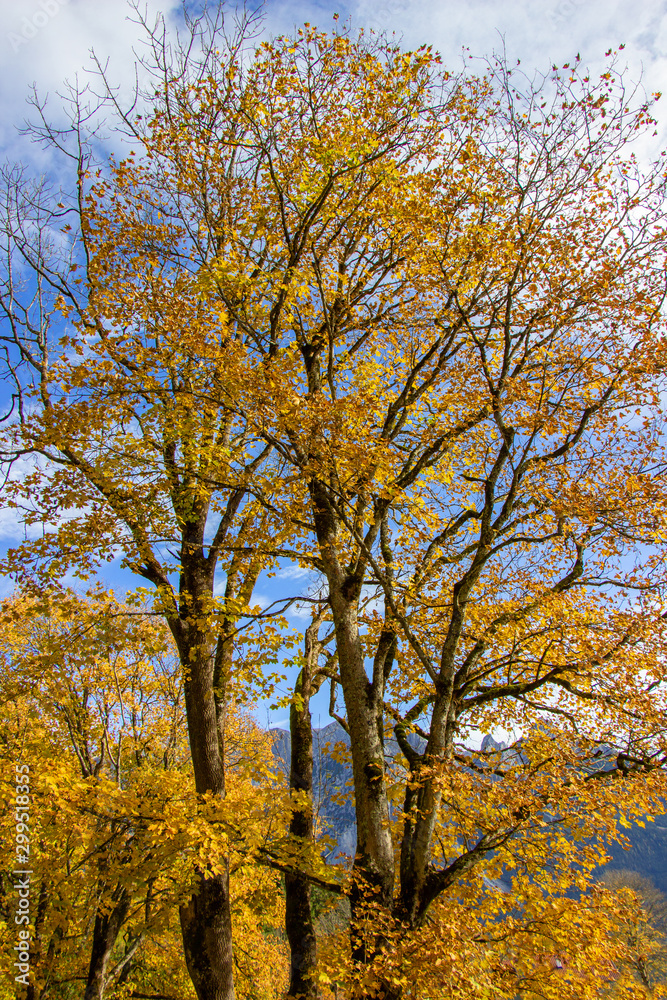 Herbstbäume 