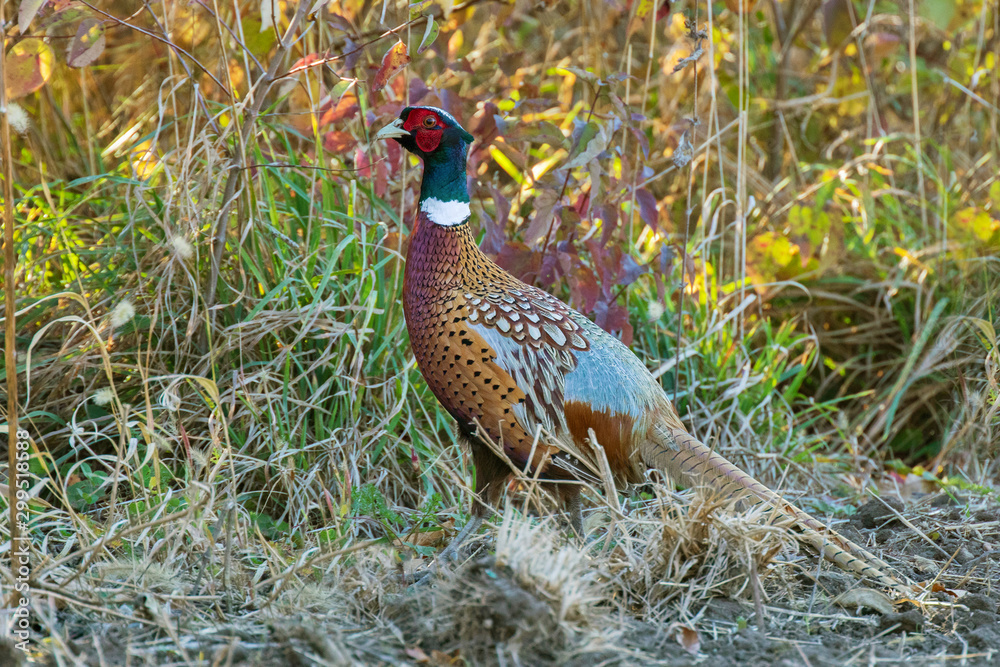 Naklejka premium Male Ring-necked Pheasant