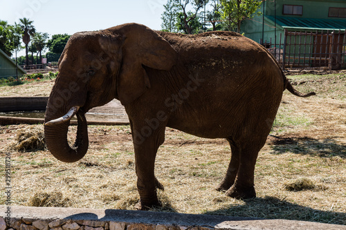 Sad elephant in captivity