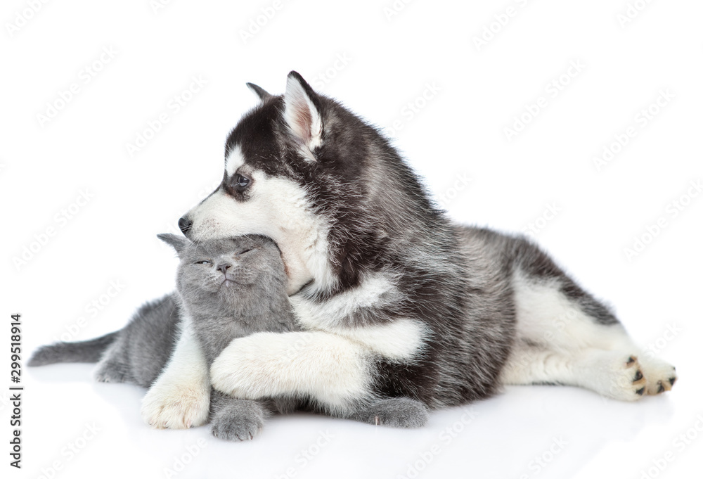 Playful Siberian Husky puppy hugs gray kitten and bites her head. isolated on white background