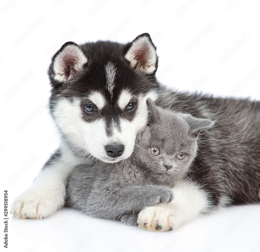 Close up Siberian Husky puppy hugs british kitten. isolated on white background