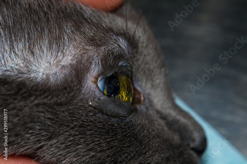 dehydrated cornea of a sedated cat photo