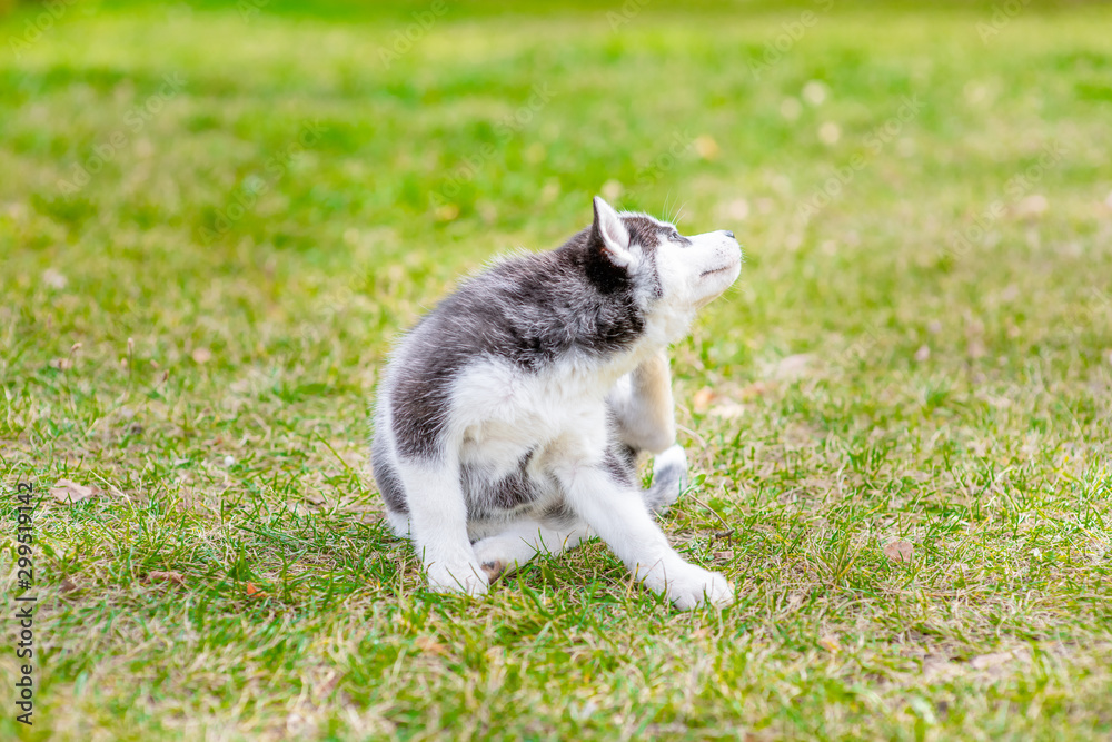 Siberian husky puppy itches itself. isolated on white background Siberian husky puppy itches itself. isolated on white background