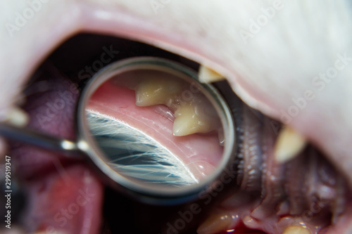examination of a cat teeth with the dentistry mirror