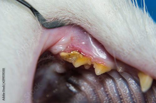 domestic cat with gingivitis and gum retraction. Bacterial plaque or tartar on the teeth surface