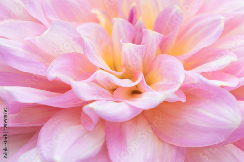 Close up.Pink Dahlia Flower for texture background.