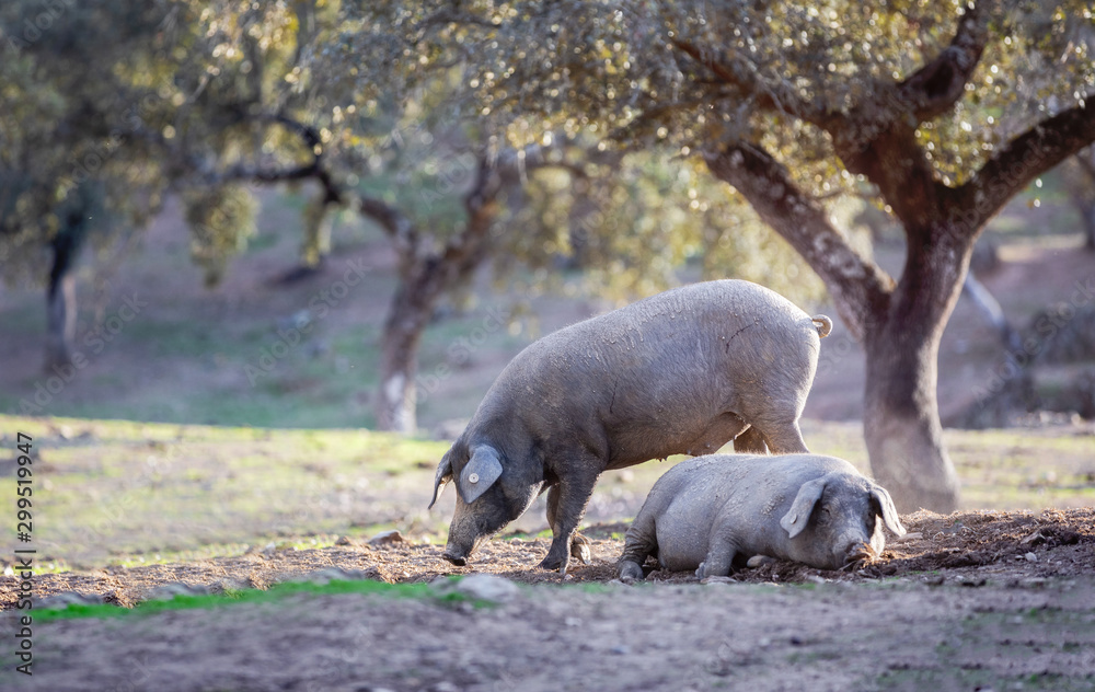 Fototapeta premium iberian pigs eating in the countryside freely