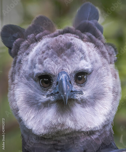harpy eagle