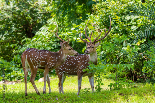 cheetal or chital deer  also known as spotted deer in lush forest meadow. Deer family