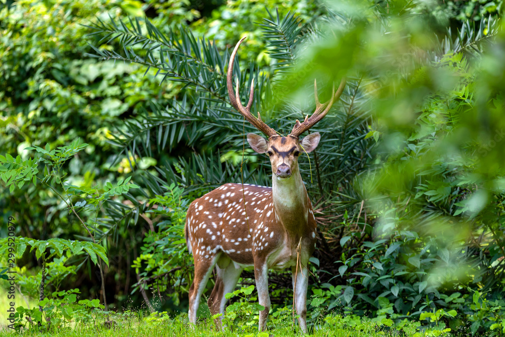 cheetal or chital deer, also known as spotted deer in lush forest meadow. Deer family cheetal or chital deer, also known as spotted deer in lush forest meadow. Deer family