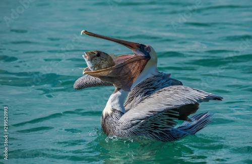 pelican