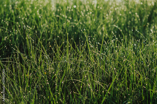  grass morning dew