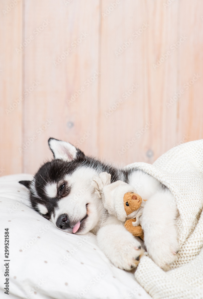 Siberian Husky puppy sleeps with toy bear on a pillow under warm blanket at home. Empty space for text Siberian Husky puppy sleeps with toy bear on a pillow under warm blanket at home. Empty space for text