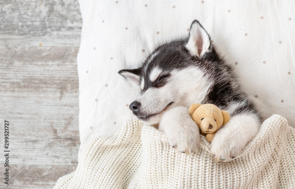 Sleeping Siberian Husky puppy embracing toy bear on pillow under blanket. Top view. Empty space for text