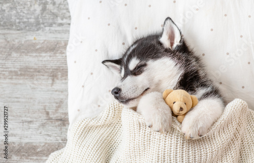 Sleeping Siberian Husky puppy embracing toy bear on pillow under blanket. Top view. Empty space for text
