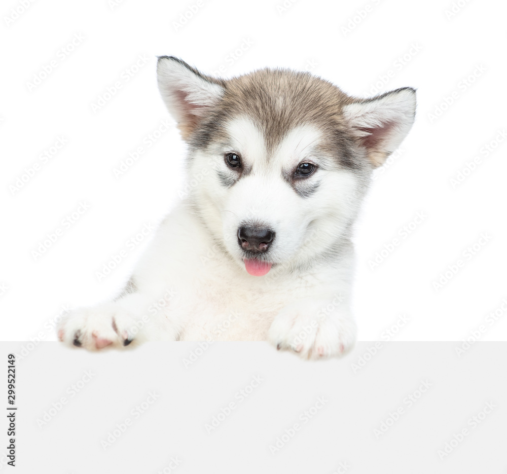 Alaskan malamute puppy looks over empty white banner. isolated on white background