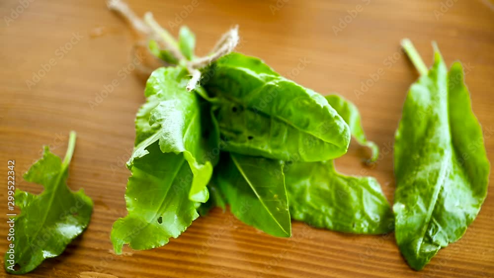 bunch of organic fresh green sorrel, on a table. bunch of organic fresh green sorrel, on a table.