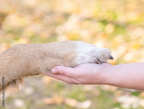 Friendship between human and dog - shaking hand and animal paw