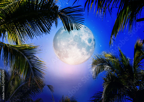 Full moon with palm tree in night sky. © natara