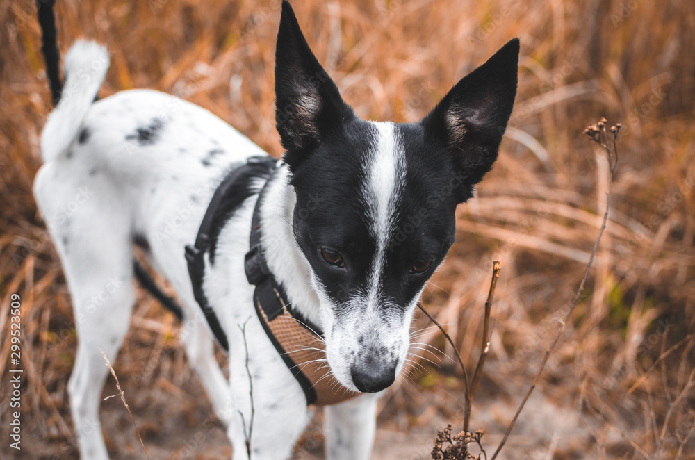 Basenji dog bites branches in a beautiful autumn field Basenji dog bites branches in a beautiful autumn field