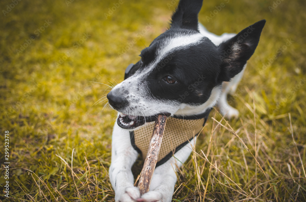 Training basenji dog bites a stick while lying on yellow grass