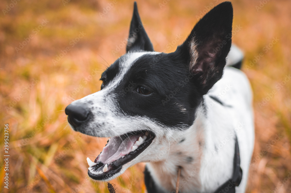 Dog barks in a bright autumn field portrait